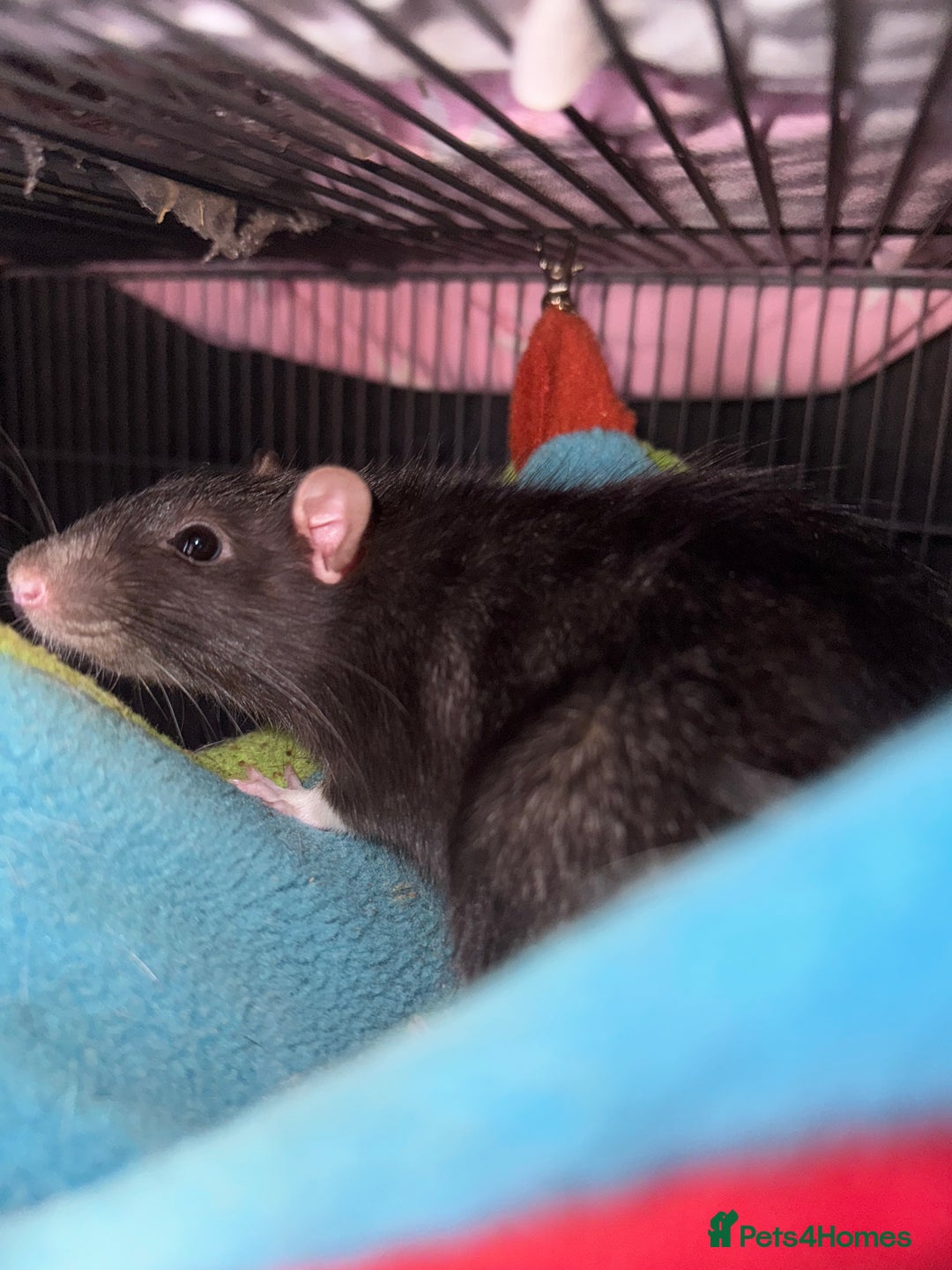 Rat rodents for sale: Rats for sale - Image 9