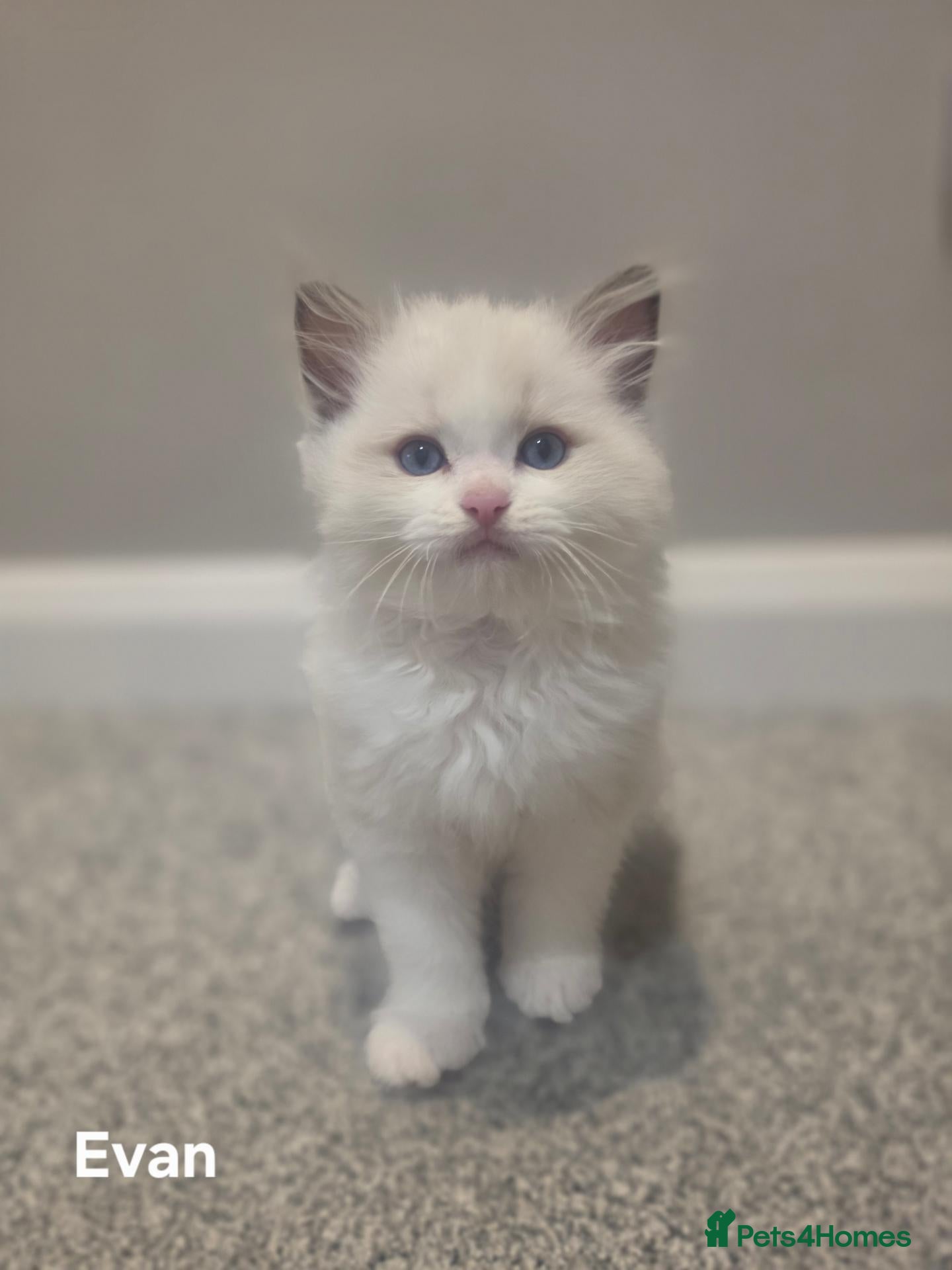 Ragdoll cats 💫Stunning Ragdoll Kittens 💫 - Advert 1