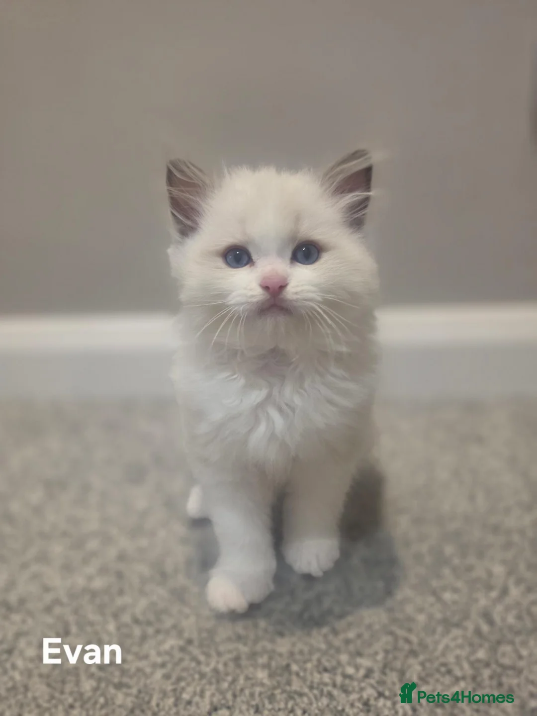Ragdoll cats for sale: 💫Stunning Ragdoll Kittens 💫 - Advert 2