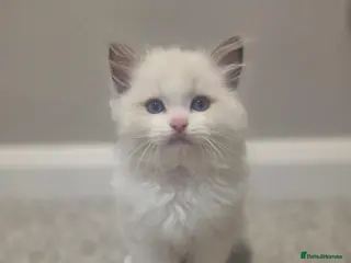 Ragdoll cats 💫Stunning Ragdoll Kittens 💫 - Advert 5