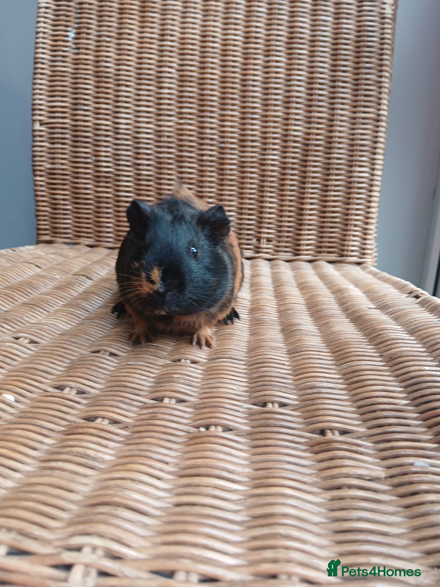 Guinea Pig rodents for sale: Guinea pigs for sale in York - Advert 11