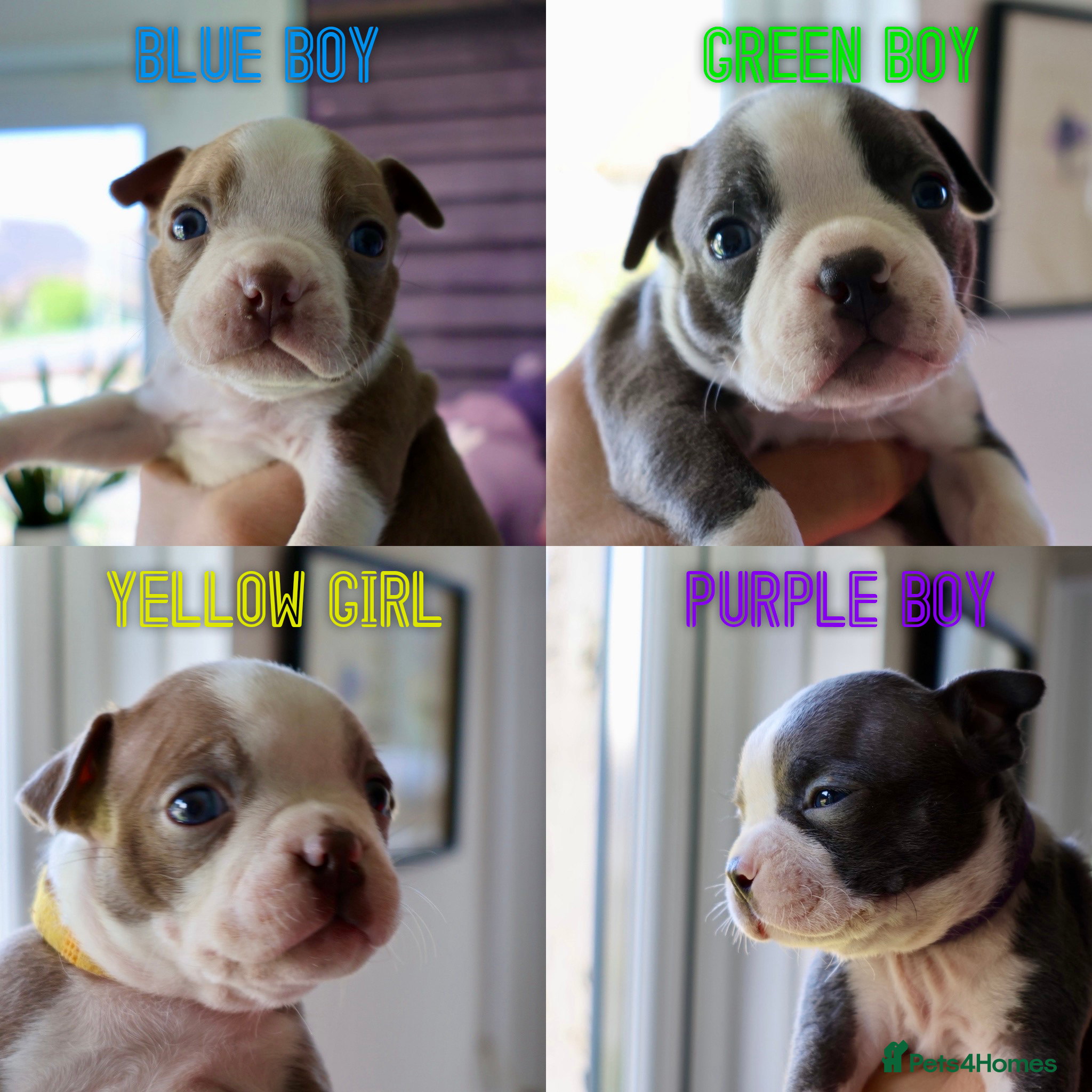 Boston Terrier dogs Boston Terrier Puppies  - Advert 10