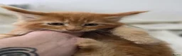 Maine Coon cats for sale: 🐾 Beautiful Maine Coon Kittens 🐾 - Advert 9
