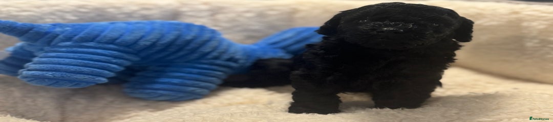 Cockapoo Puppy 4