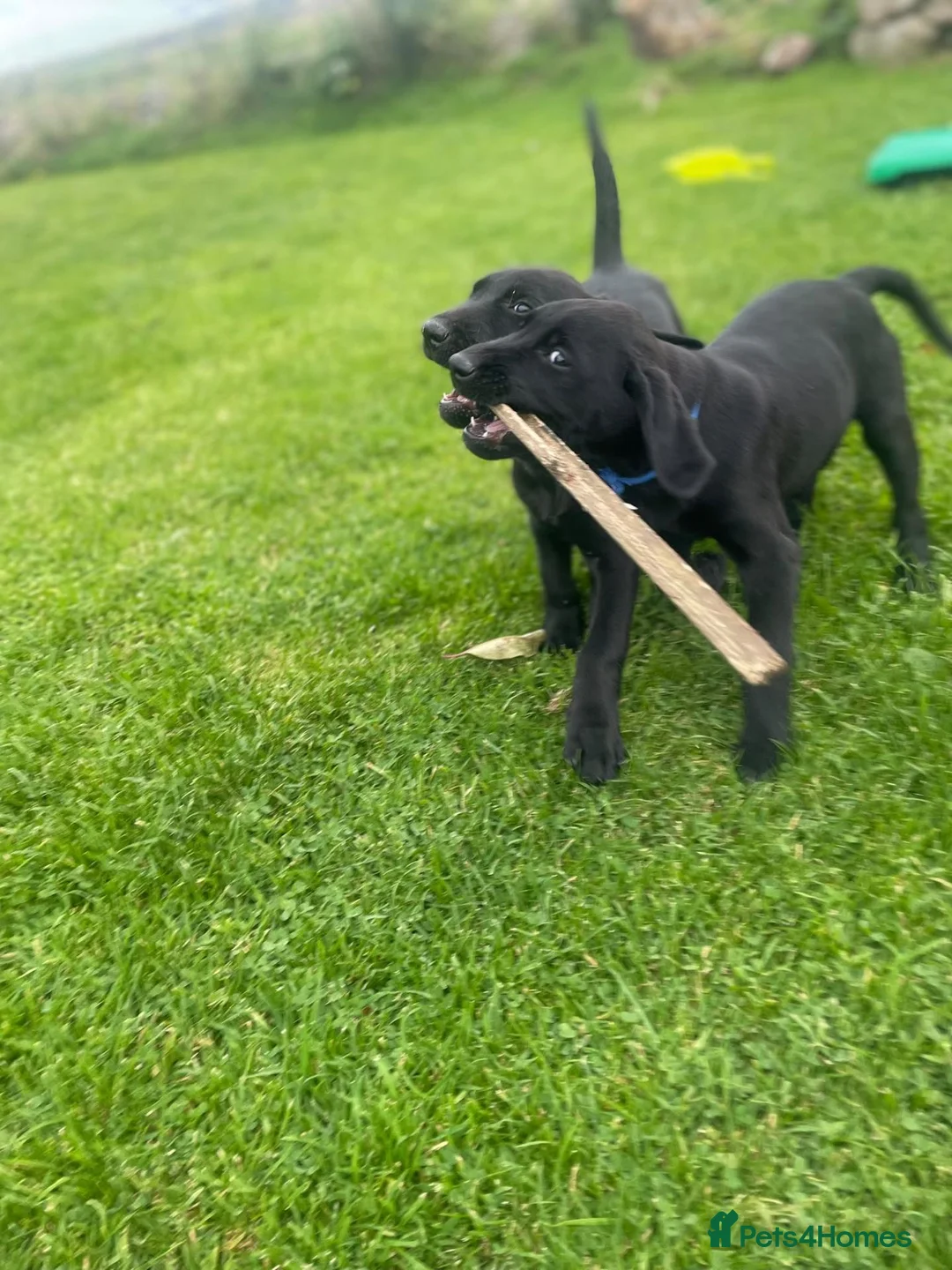 Labrador Retriever dogs for sale: Labrador pups  - Advert 1