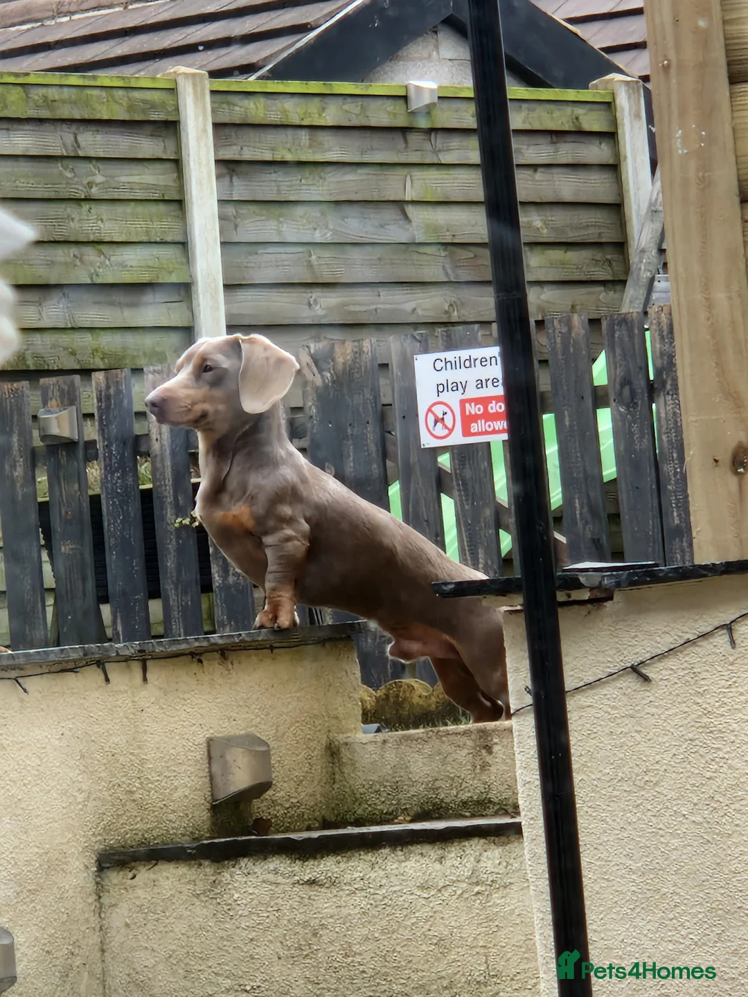 Miniature Dachshund dogs for stud: Minature dashound isabella and tan for stud in Alfreton - Advert 4