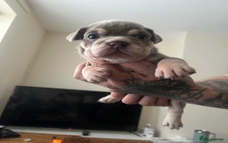 English Bulldog dogs for sale: English Bulldogs  - Image 30