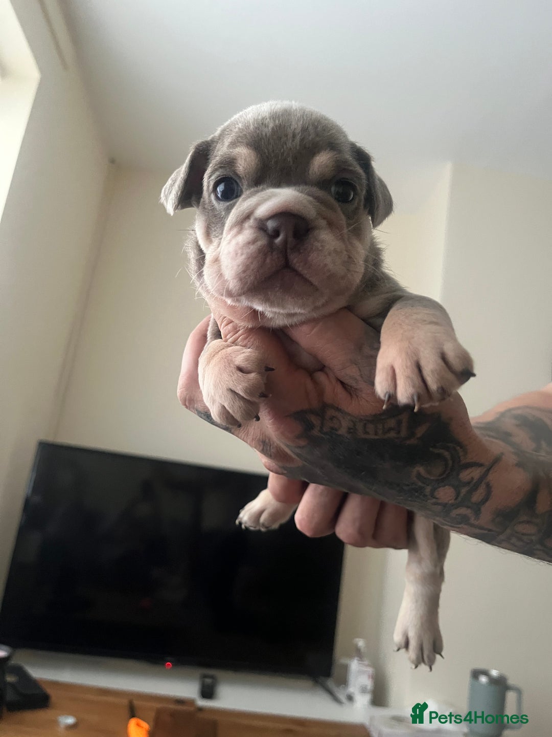 English Bulldog dogs for sale: English Bulldogs  - Image 30