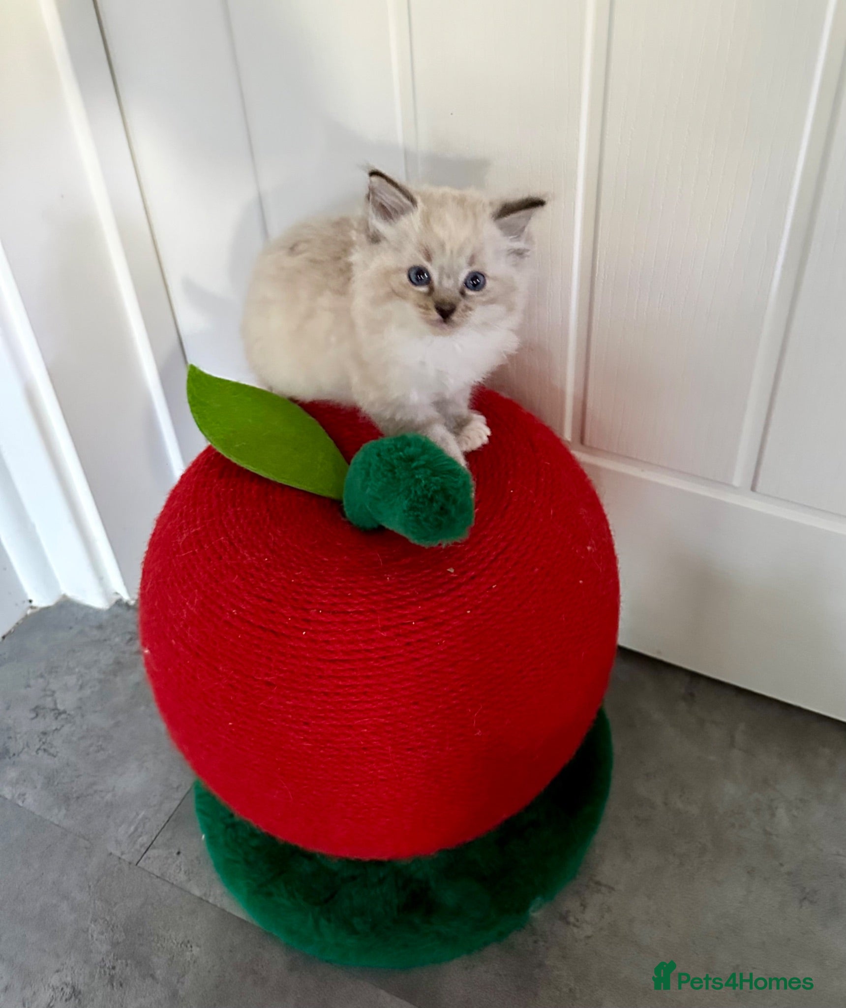 Ragdoll cats 💝 stunning gccf line of tabby/point ragdolls 💝 - Advert 2