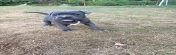 Staffordshire Bull Terrier dogs for sale: Blue & White KC Staffordshire Bull Terrier Puppy - Advert 6