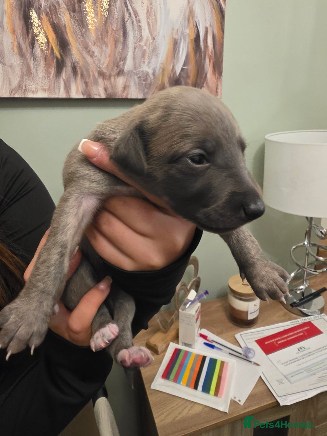 Whippet dogs for sale: Whippet pups for sale - Advert 16