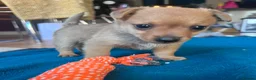 Mixed Breed dogs for adoption: Susie - Beautiful Tiny Min Pin Mix Girl Pup  - Advert 4
