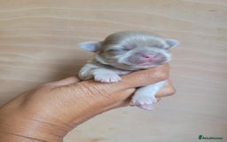 Shih Tzu dogs for sale: Three stunning Lavender/dobie Imperial ShihTzu - Image 1