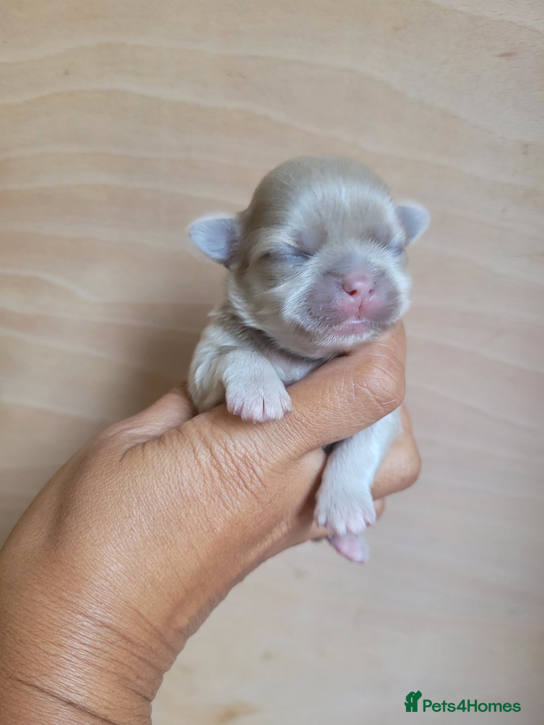 Shih Tzu dogs for sale: Three stunning Lavender/dobie Imperial ShihTzu - Image 1