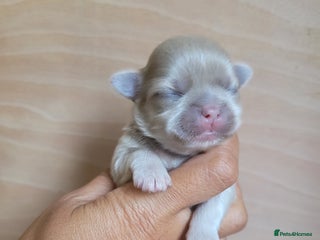 Shih Tzu dogs - Advert 9