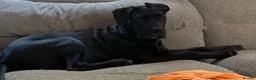 Cane Corso dogs for sale: Cane Corso Puppy - Advert 5
