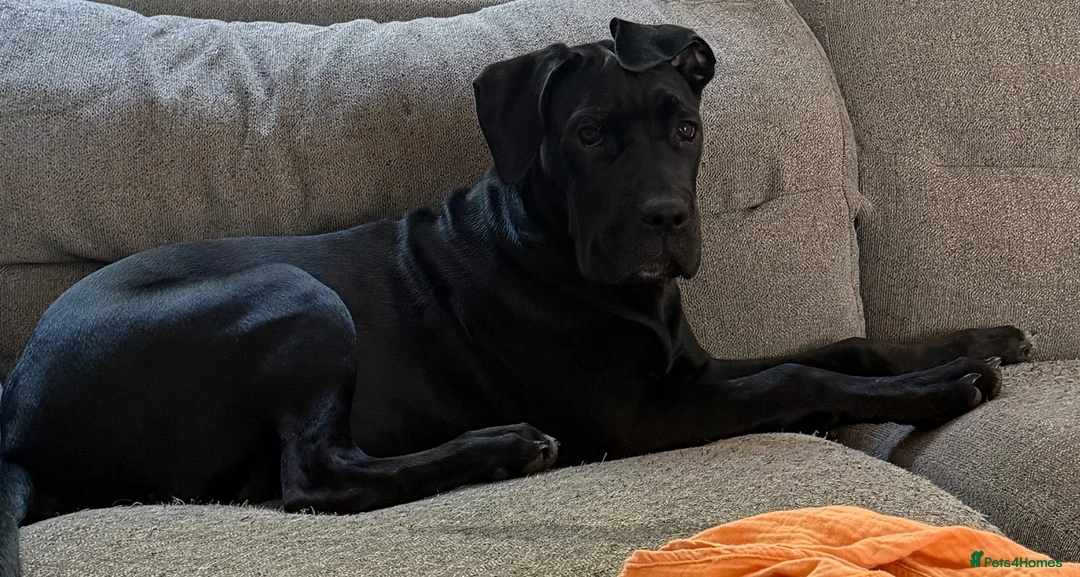 Cane Corso dogs for sale: Cane Corso Puppy - Advert 5