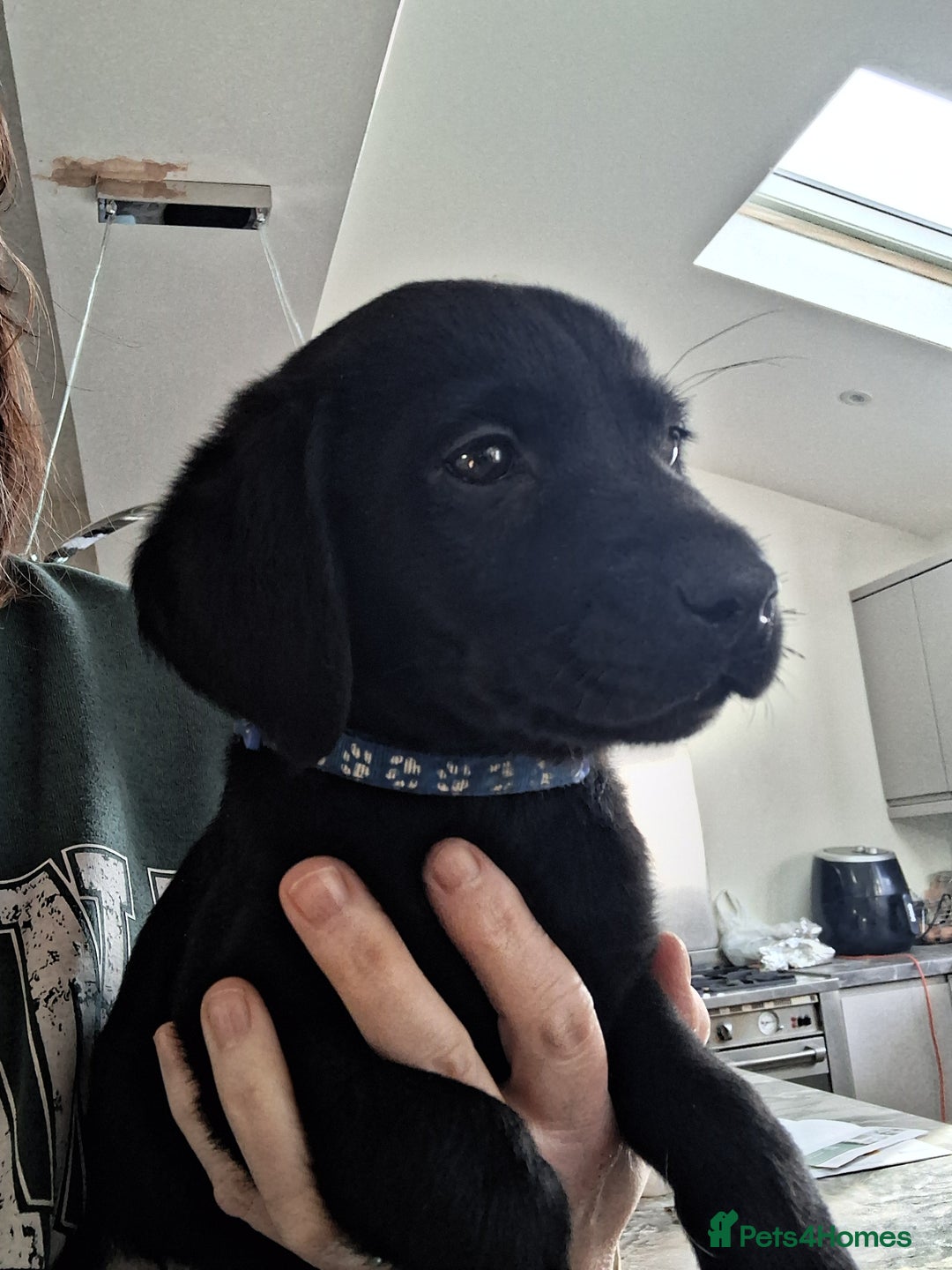 Labrador Retriever dogs for sale: **LAST PUPPY, READY NOW** - Advert 5