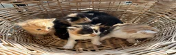 Mixed Breed cats for sale: Stunning tortoiseshell/ ginger long/mid hair kits - Advert 12