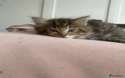RagaMuffin cats for sale: Beautiful ragdoll x kittens 1 LEFT READY NOW - Image 21