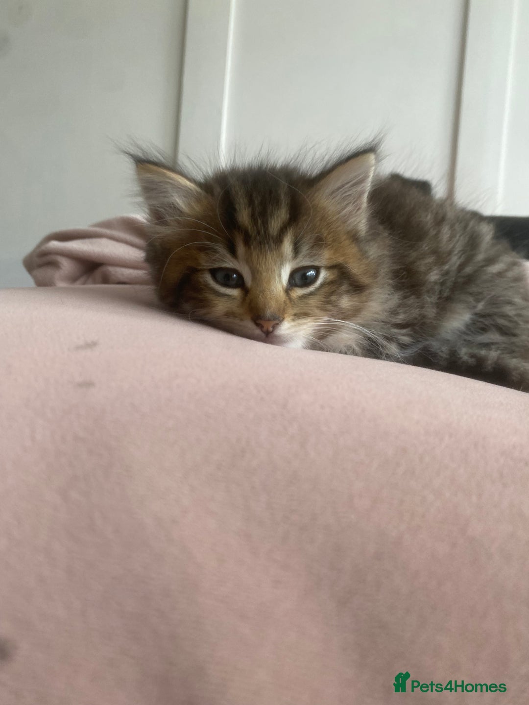 RagaMuffin cats for sale: Beautiful ragdoll x kittens 1 LEFT READY NOW - Image 21