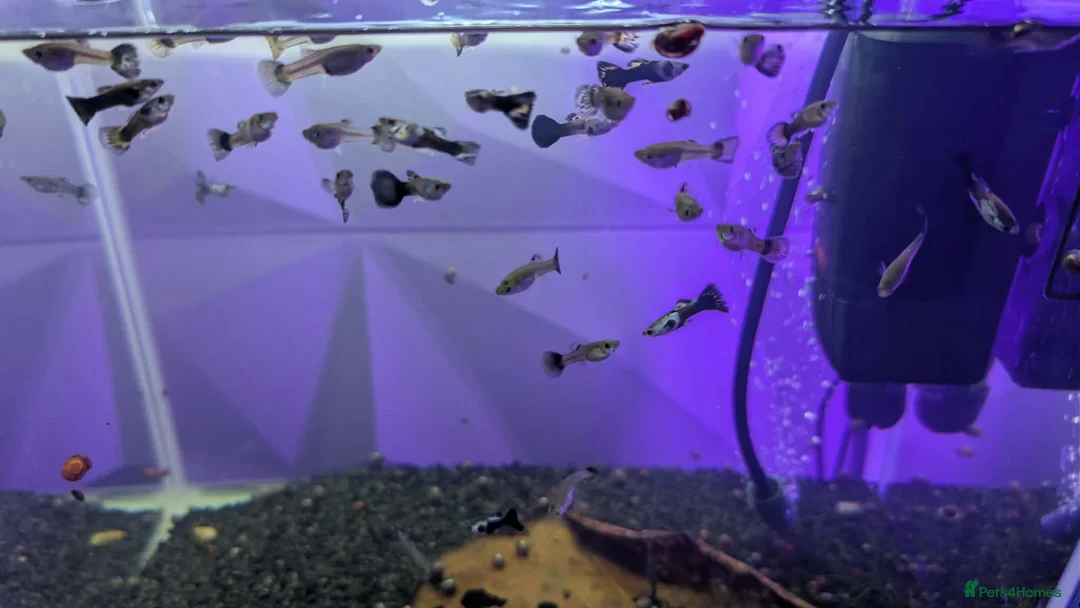 Other/Mixed Breed fish for sale: Metal Snakeskin Blue Tail Guppy Pair - Advert 2