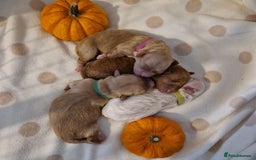 Maltipoo dogs for sale: 🐾✨️Beautiful Maltipoo Pups ready in December!🐾✨️ - Image 1