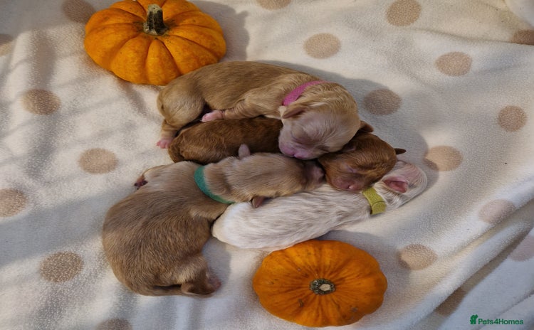 Maltipoo dogs - Advert 8