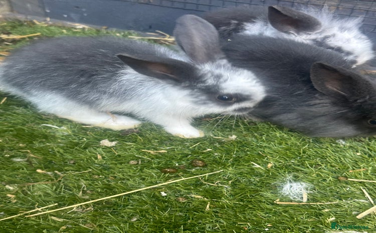 Mini Lion Lop rabbits - Advert 5
