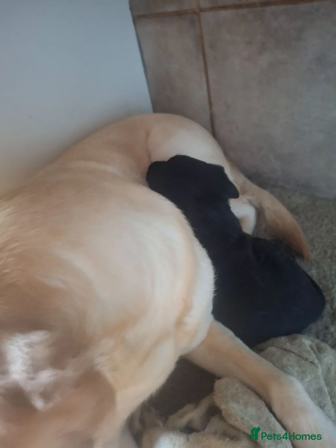 Labrador Retriever dogs for sale: Black bitch labrador  - Advert 6