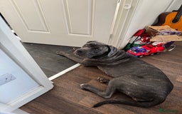 Cane Corso dogs for sale: 11 month old Female Cane Corso  - Image 2