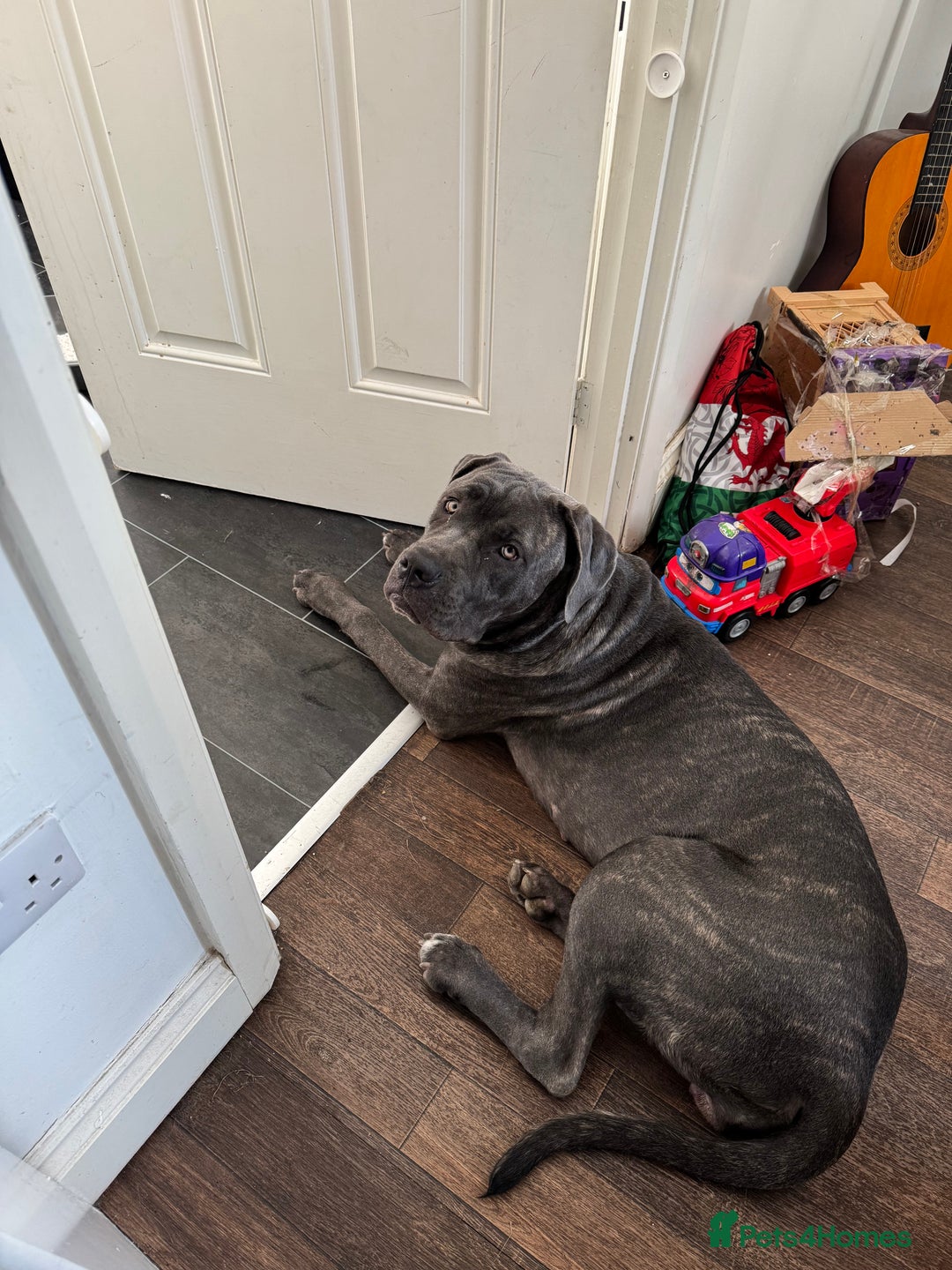 Cane Corso dogs for sale: 11 month old Female Cane Corso  - Image 2
