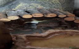 Leopard Gecko reptiles for sale: leopard gecko  - Image 1