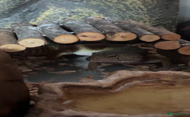 Leopard Gecko reptiles - Advert 6