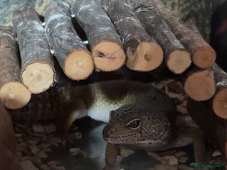 Leopard Gecko reptiles - Advert 5
