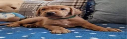 Springador dogs for sale: Wonderful Springador Puppies  - Advert 31