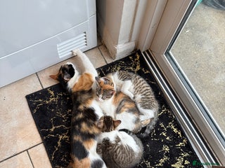 Mixed Breed cats Kittens for sale - Advert 1