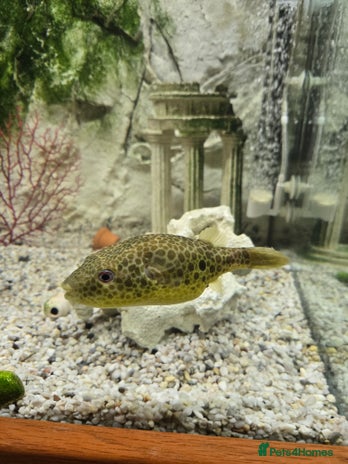 Pufferfish fish - Advert 12