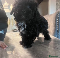 Yorkiepoo dogs Ready now last, perfect tiny beautiful Yorkipoo - Advert 2