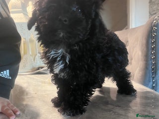 Yorkiepoo dogs Ready now last, perfect tiny beautiful Yorkipoo - Advert 4