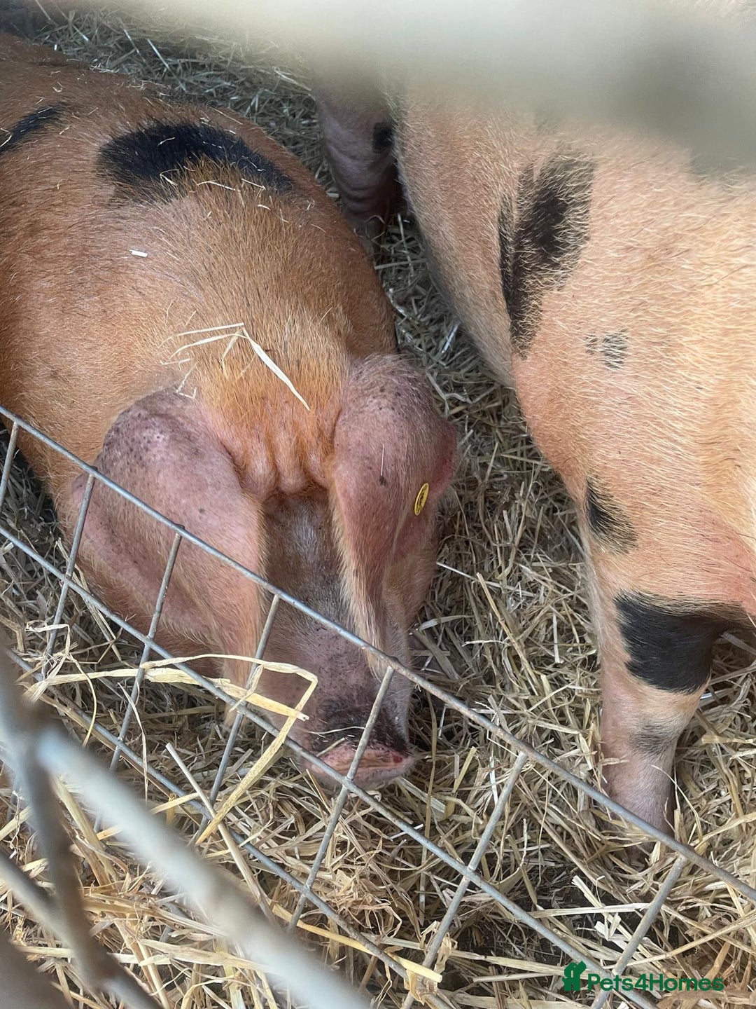 Pig livestock for sale: OXFORD SANDY & BLACK Gilt - Image 3