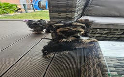 Yorkshire Terrier dogs for sale: Yorkshire Terrier Carrier- tan and black  - Image 6