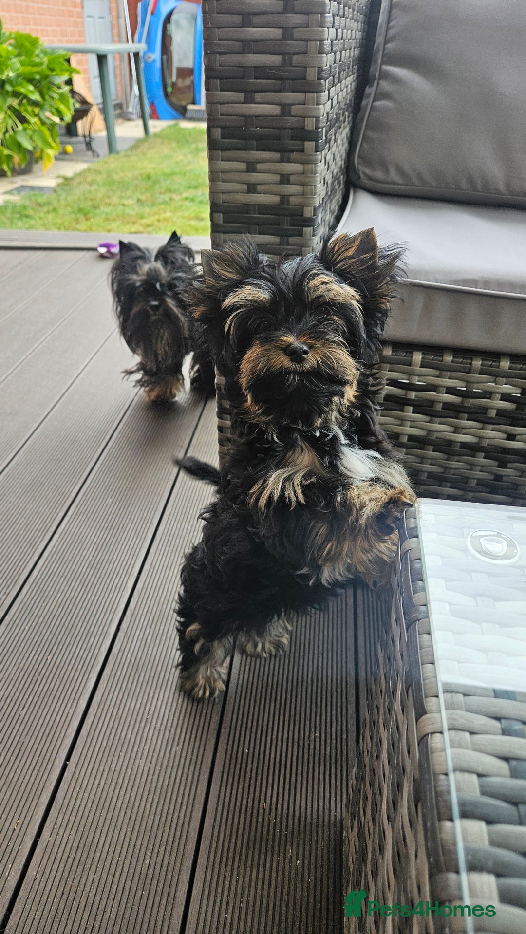 Yorkshire Terrier dogs for sale: Yorkshire Terrier Carrier- tan and black  - Image 6