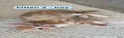 Mixed Breed cats for sale: Bengal - Maincoon mix - Advert 18
