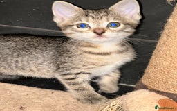 Mixed Breed cats for sale: Placid Tabby Girls  - Image 10