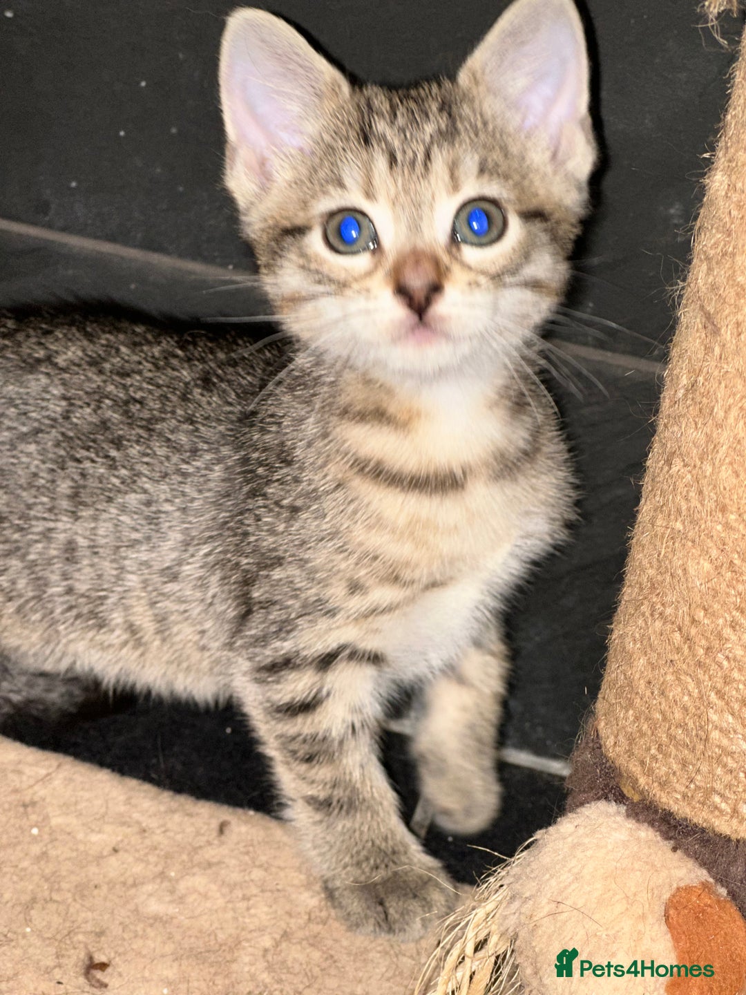 Mixed Breed cats for sale: Placid Tabby Girls  - Image 10