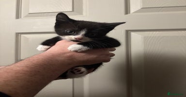 American Shorthair cats - Advert 8