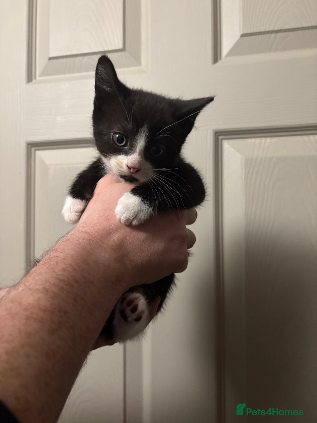 American Shorthair cats for sale: 5 black and white kittens for forever home - Image 2