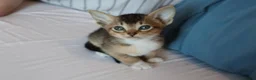 Abyssinian cats for sale: Abyssinian X (Abyssinian X) - Advert 4