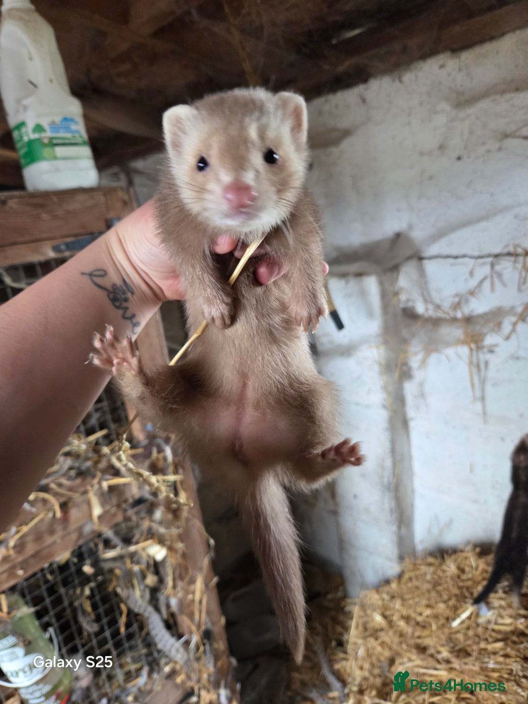 Ferret rodents for sale: 9 Ferrets for sale - Image 27